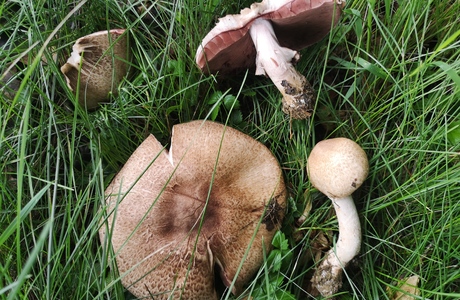 Großer Waldchampignon (Agaricus langei) - © Bernard Wieser